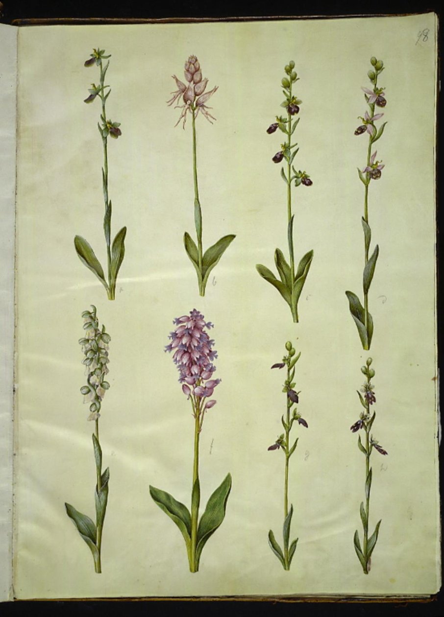 Ophrys apifera nebo Ophrys sphegodes (květ včely nebo rané mušky); "Orchis simia" (květina fantazie); Ophrys apifera (květ včelí mušky); Orchis (bylina kukačka); Orchis militaris (bylina kukačka rytířská); Ophrys insectifera (muška obecná) od Hans Simon Holtzbecker
