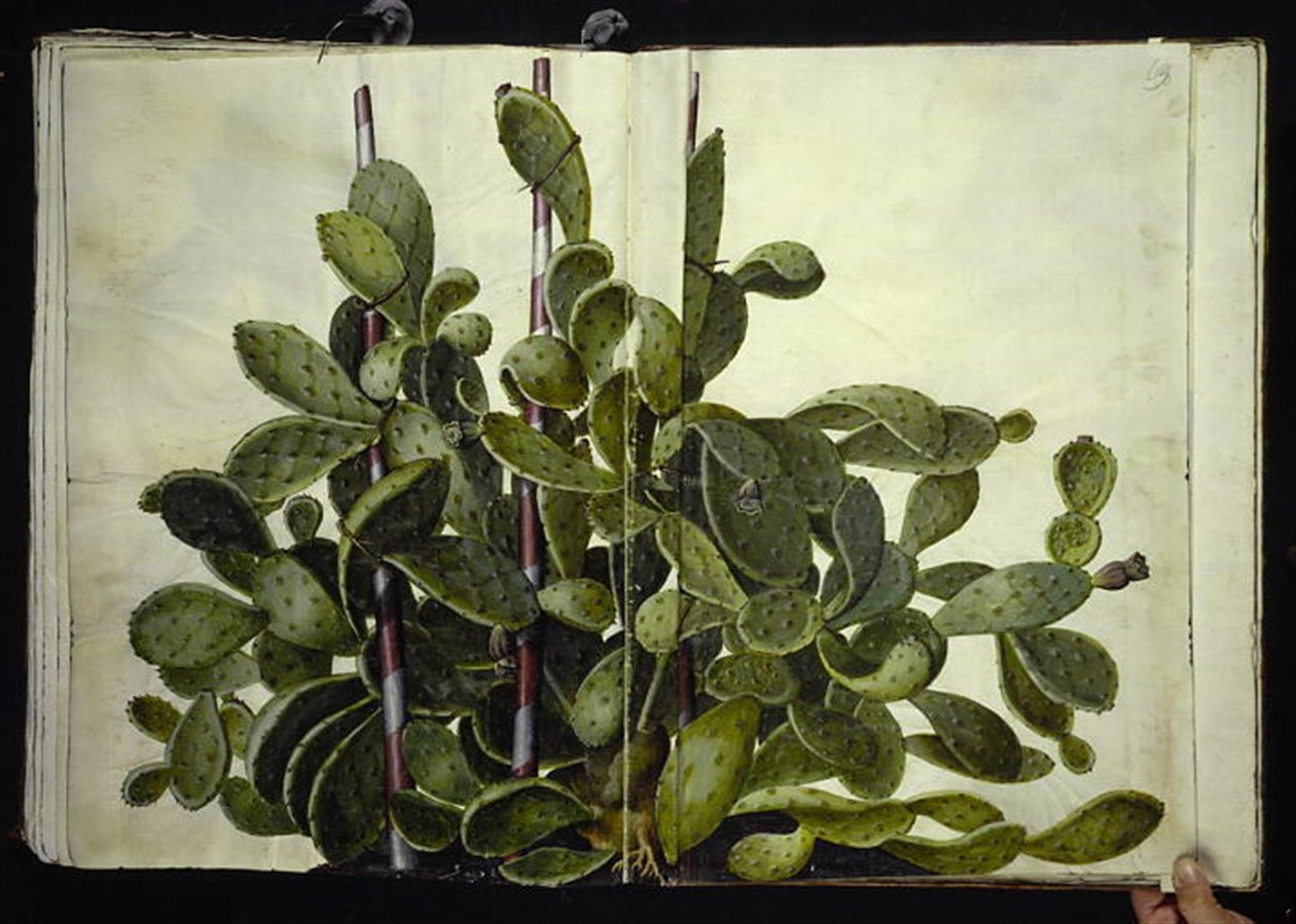 Opuntia ficus-indica, Opuntia humifusa nebo Opuntia monacantha (art af figenkaktus) od Hans Simon Holtzbecker
