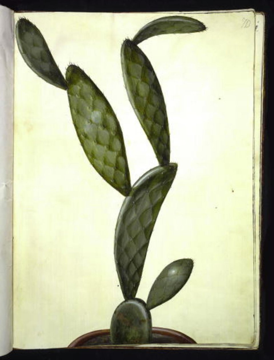 Opuntia monacantha od Hans Simon Holtzbecker