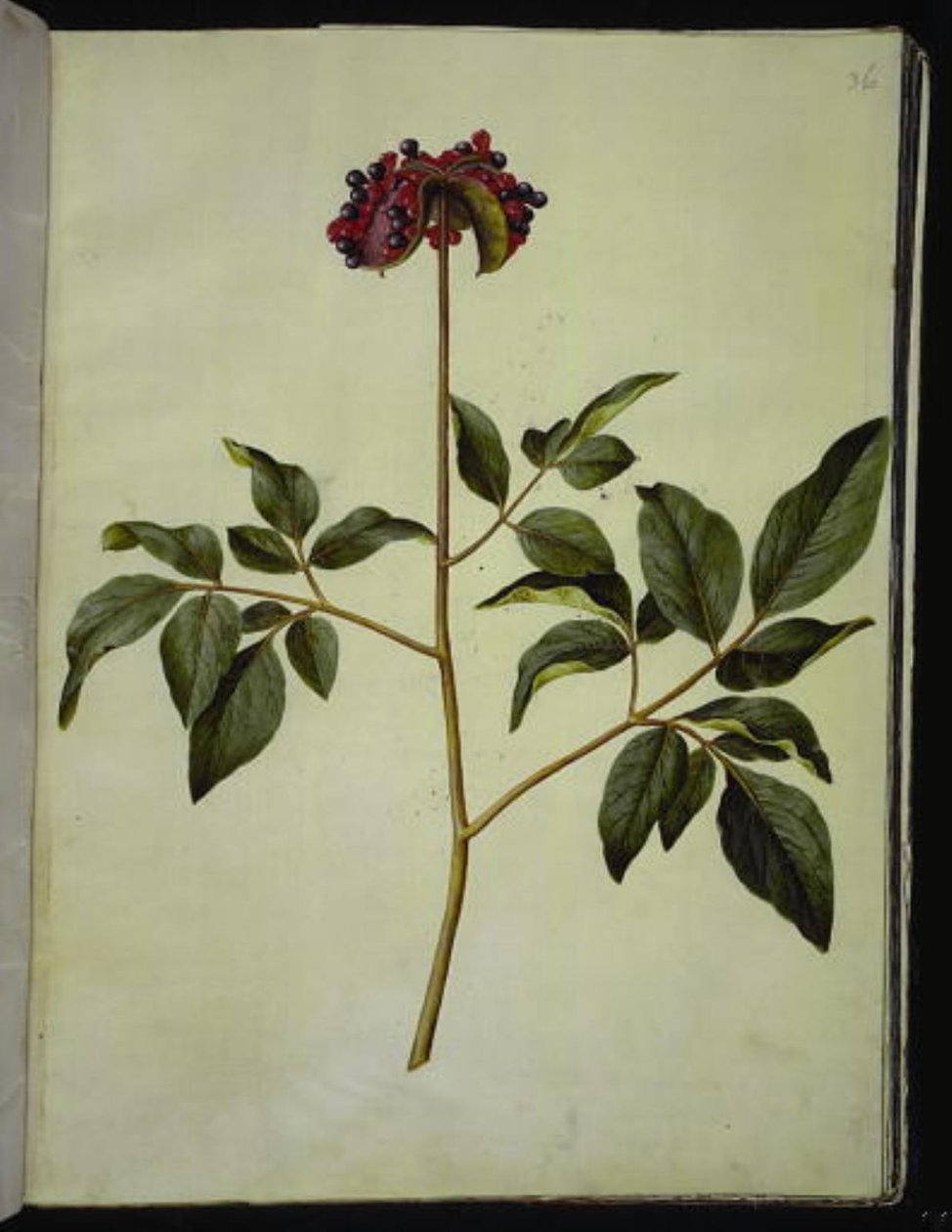 Samčí pivoňka (růže-silkeplante) od Hans Simon Holtzbecker