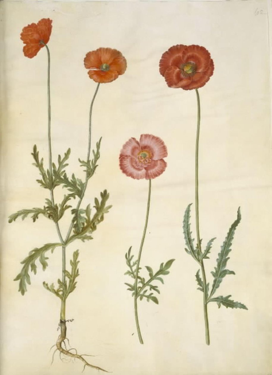 Papaver dubium (plotový mák); Papaver rhoeas (zrnný mák) od Hans Simon Holtzbecker
