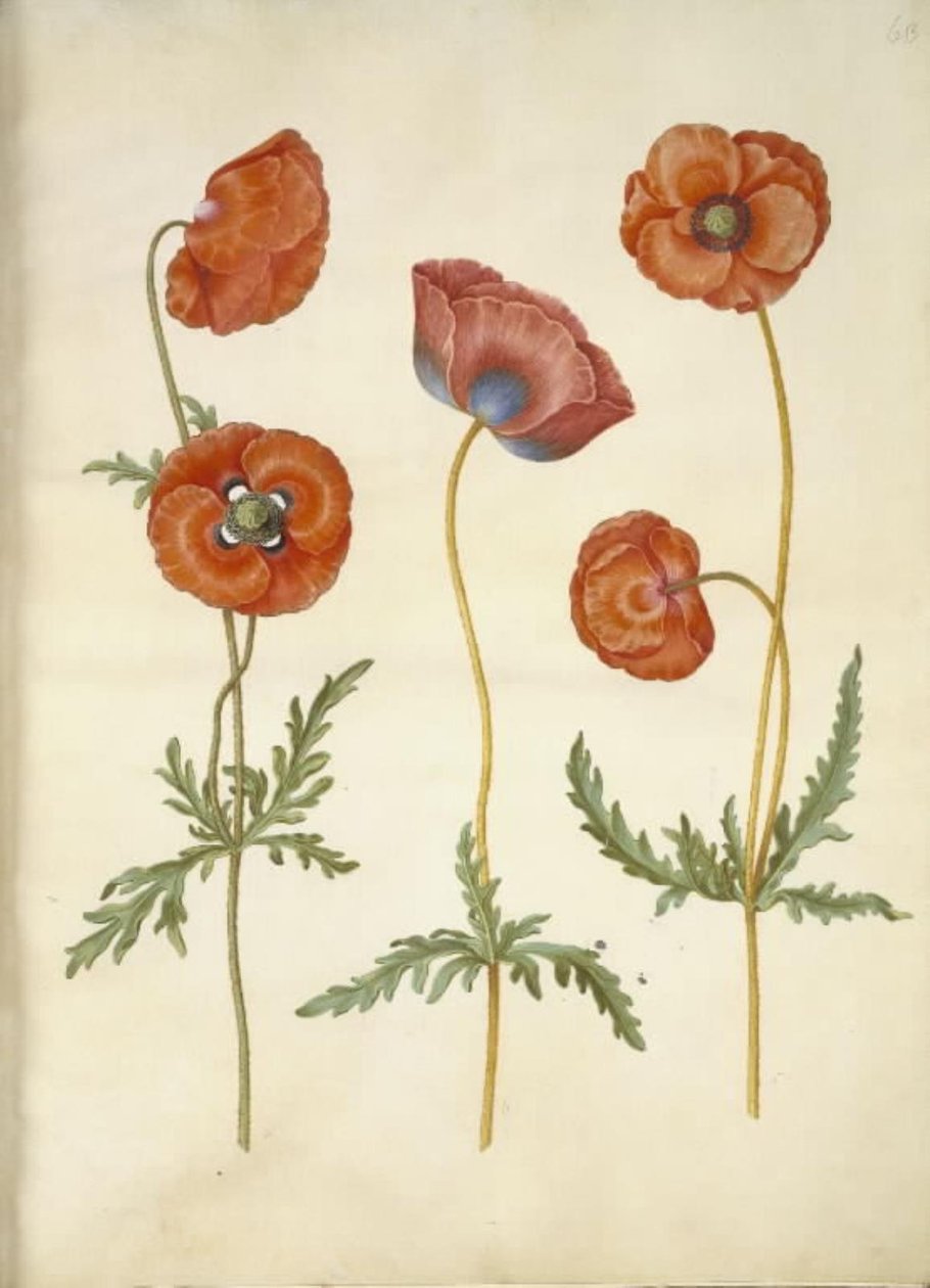 Papaver rhoeas (zrnný mák) od Hans Simon Holtzbecker
