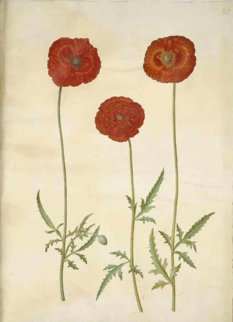 Papaver rhoeas (zrnný mák) od Hans Simon Holtzbecker