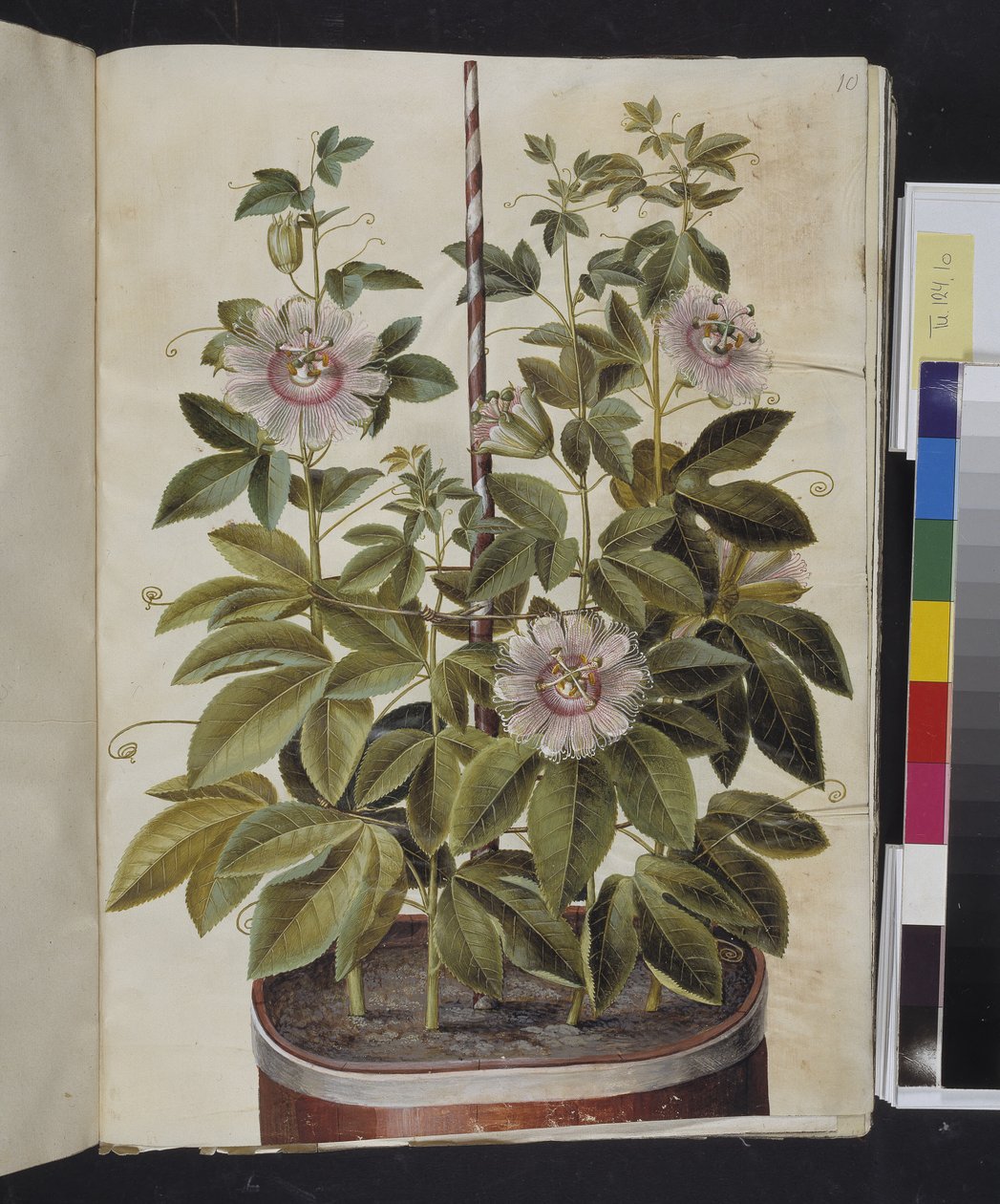 Passiflora incarnata (mučenka) od Hans Simon Holtzbecker