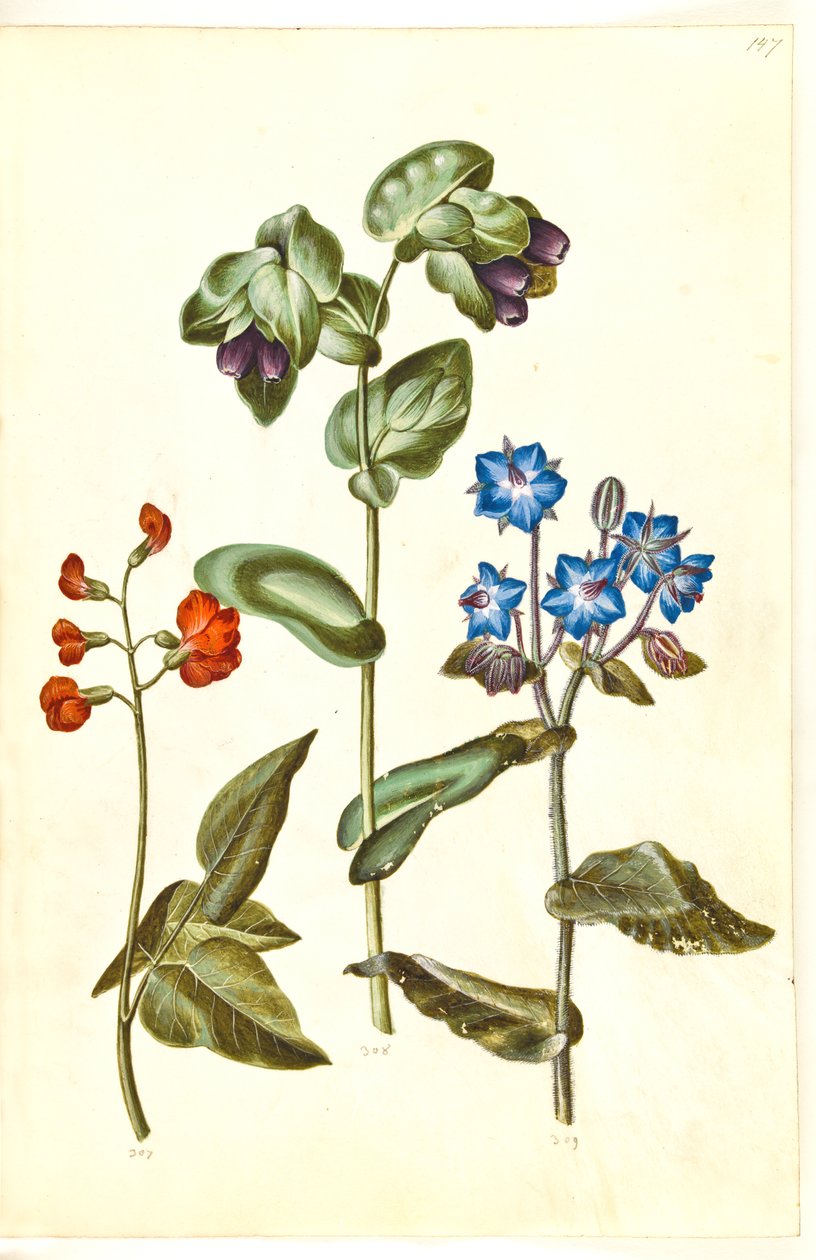 Phaseolus coccineus (chlubí se fazolem); Cerinthe major (voskovka velká); Borago officinalis (brutnák lékařský) od Hans Simon Holtzbecker