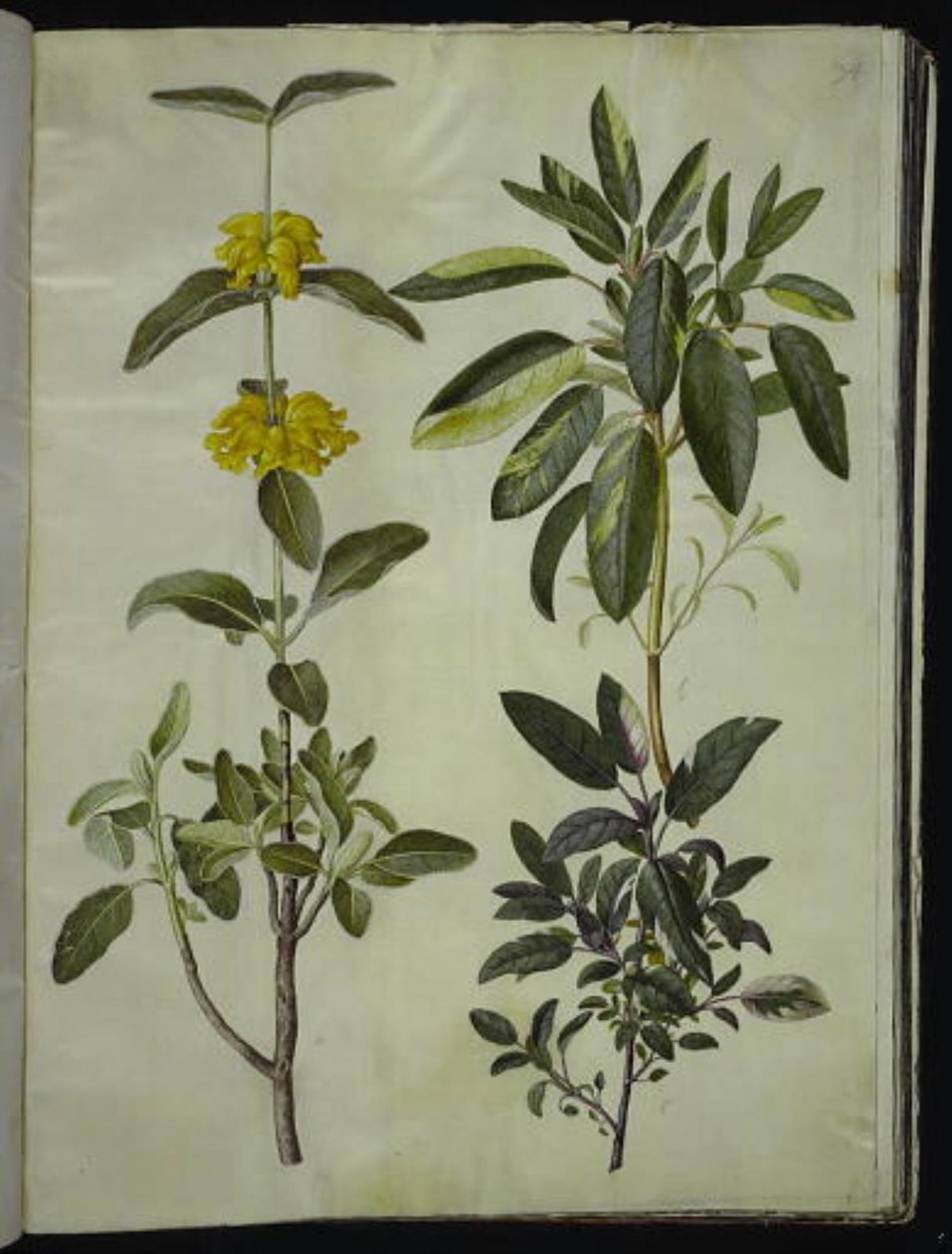 Phlomis fruticosa (hledík obecný); Salvia officinalis (šalvěj lékařská) od Hans Simon Holtzbecker