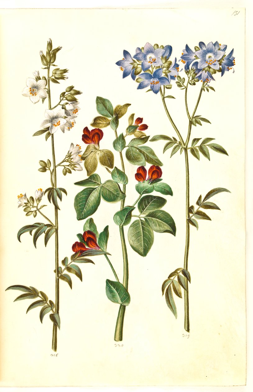 Polemonium caeruleum (obyčejný žebřík Jákobův); Lotus tetragonolobus (chřestový hrášek) od Hans Simon Holtzbecker