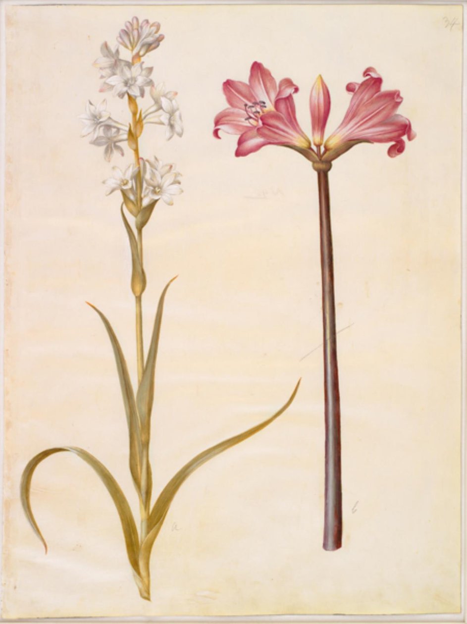 Polianthes tuberosa (tuberóza); Amaryllis belladonna (belladonnalilje) od Hans Simon Holtzbecker