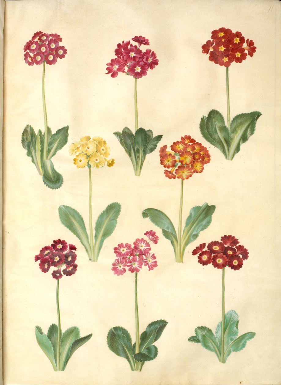 Primula × pubescens (have-aurikel) od Hans Simon Holtzbecker