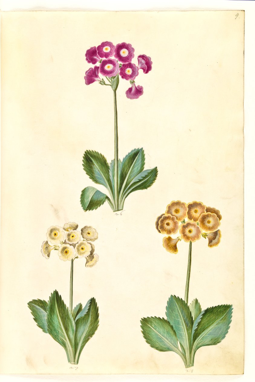 Primula × pubescens (have-aurikel) od Hans Simon Holtzbecker