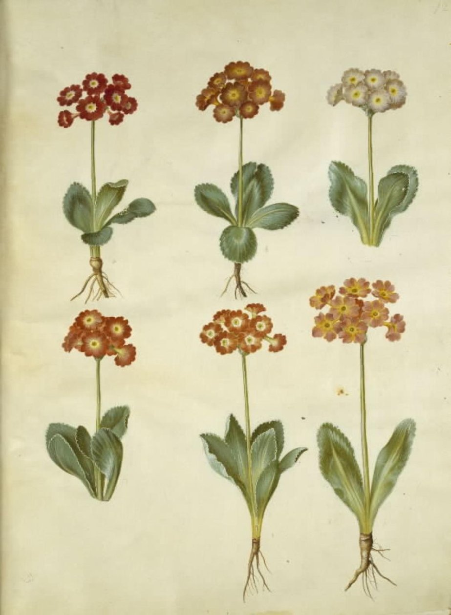Primula × pubescens (have-aurikel) od Hans Simon Holtzbecker