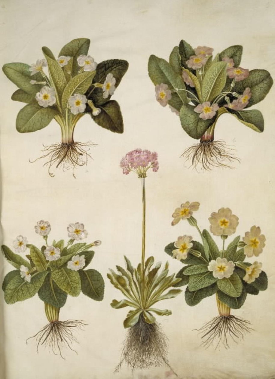 Primula vulgaris (kříženec prvosenky velkokvěté); Primula farinosa (kvetoucí vigna) od Hans Simon Holtzbecker