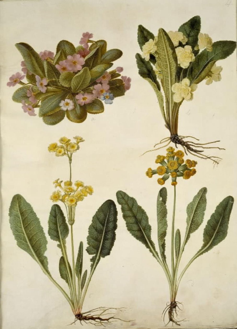 Primula vulgaris (masopustní pastýř); Primula vulgaris (kříženec prvosenky velkokvěté); Primula veris (hybrid vigny s dutým hrdlem) od Hans Simon Holtzbecker