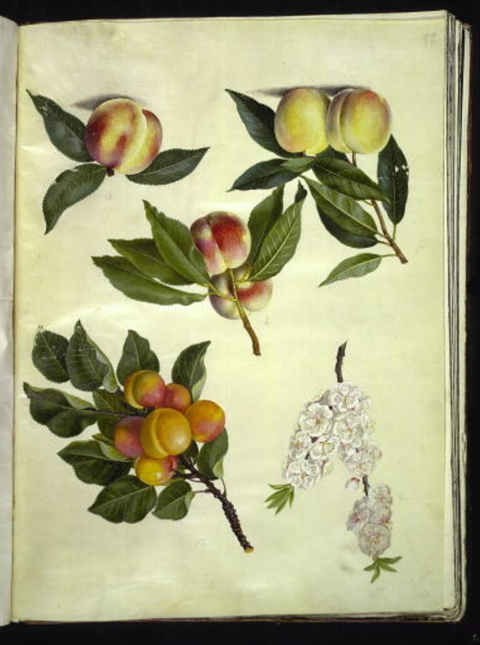 Prunus persica (hrách); Prunus armeniaca (meruňka almindelig) od Hans Simon Holtzbecker