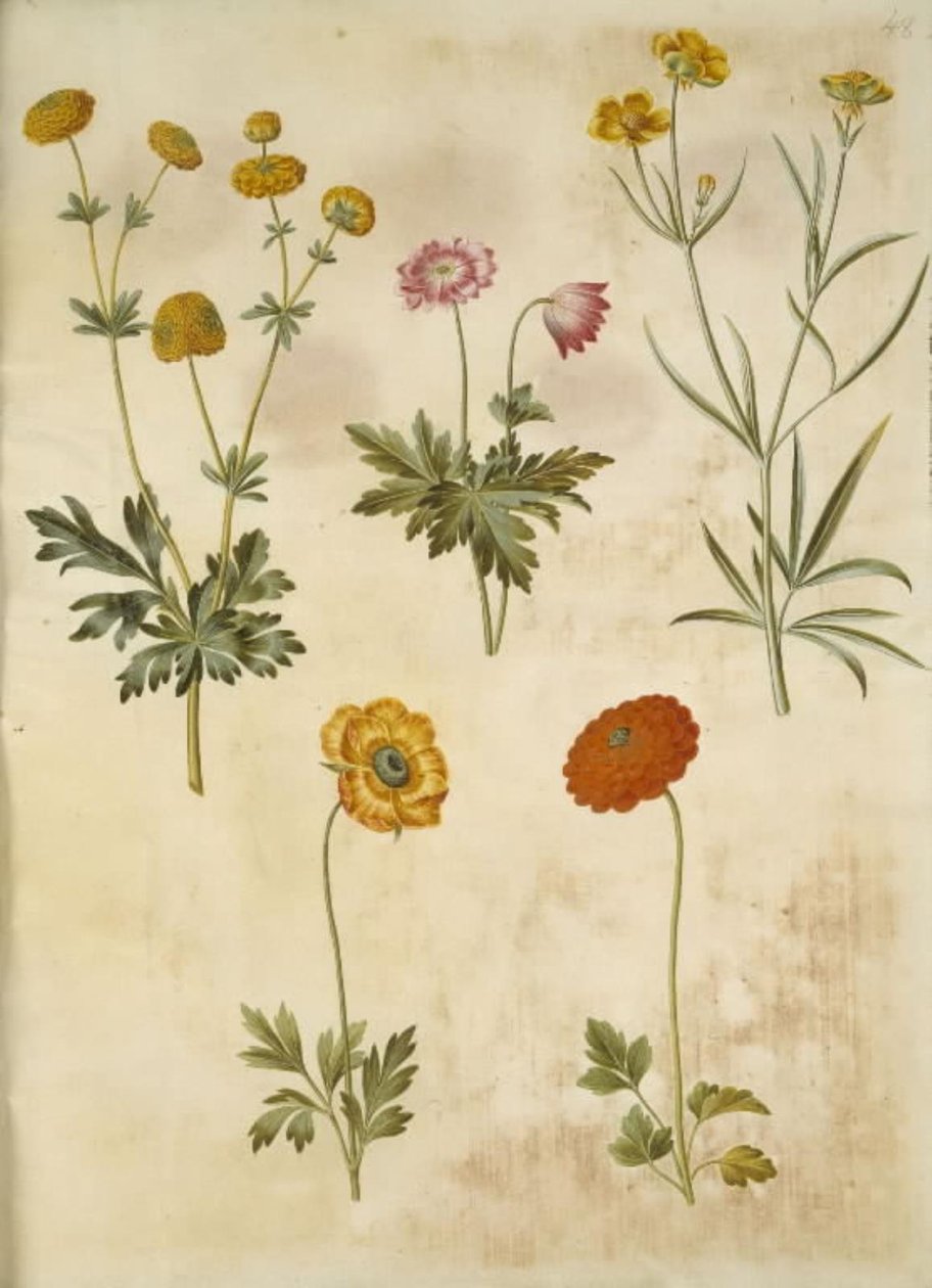Ranunculus acris (guldknap-ranunkel); Anemone nemorosa (sasanka hvid); Ranunculus Illyricus (stepní ranunkel); Ranunculus asiatica (have-ranunkel) od Hans Simon Holtzbecker