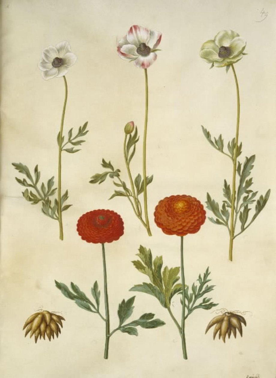 Ranunculus asiatica (have-ranunkel) od Hans Simon Holtzbecker