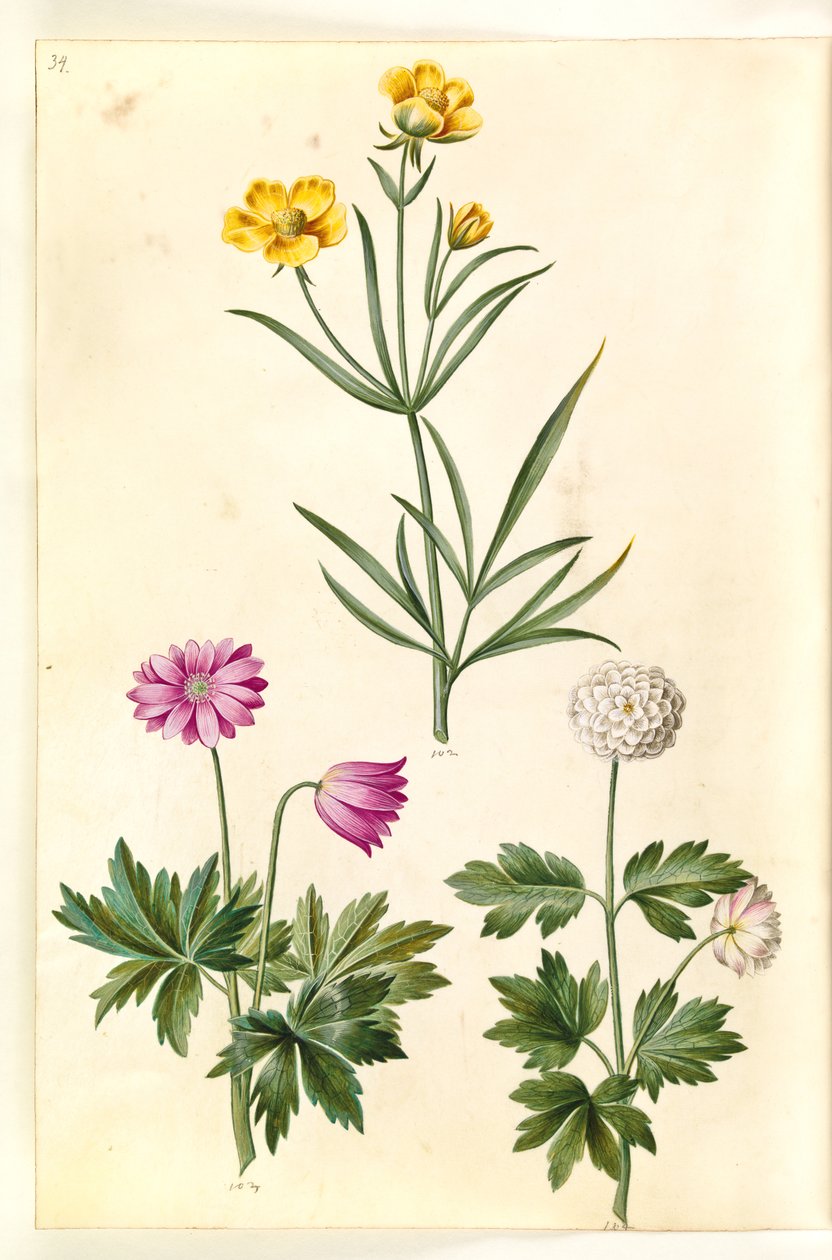 Ranunculus Illyricus (stepní ranunkel); Sasanka lesní (hvid sasanka) od Hans Simon Holtzbecker