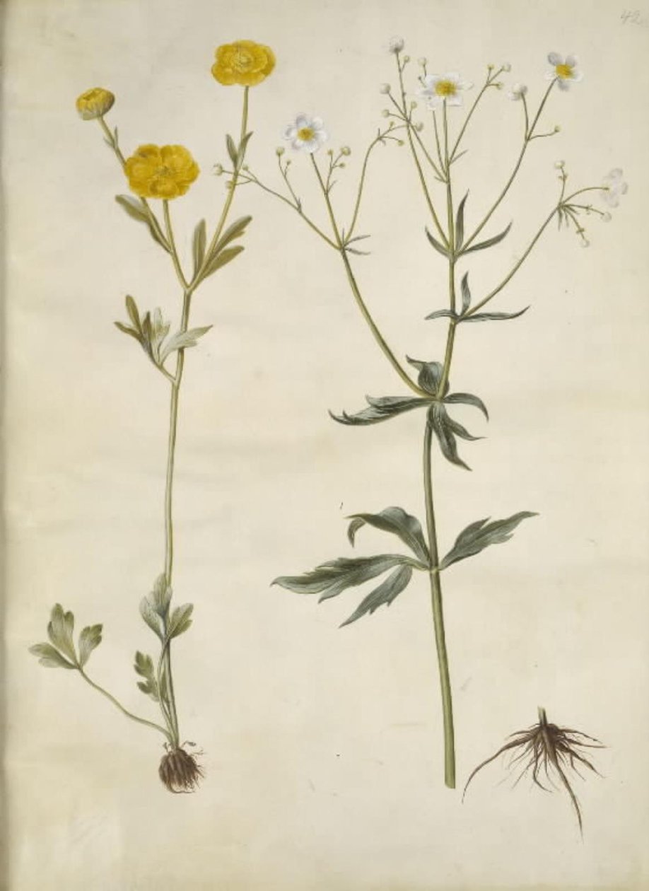 Ranunculus monspeliacus (pryskyřník hedvábný); Ranunculus aconitifolius (Ranunculus aconitifolius) od Hans Simon Holtzbecker
