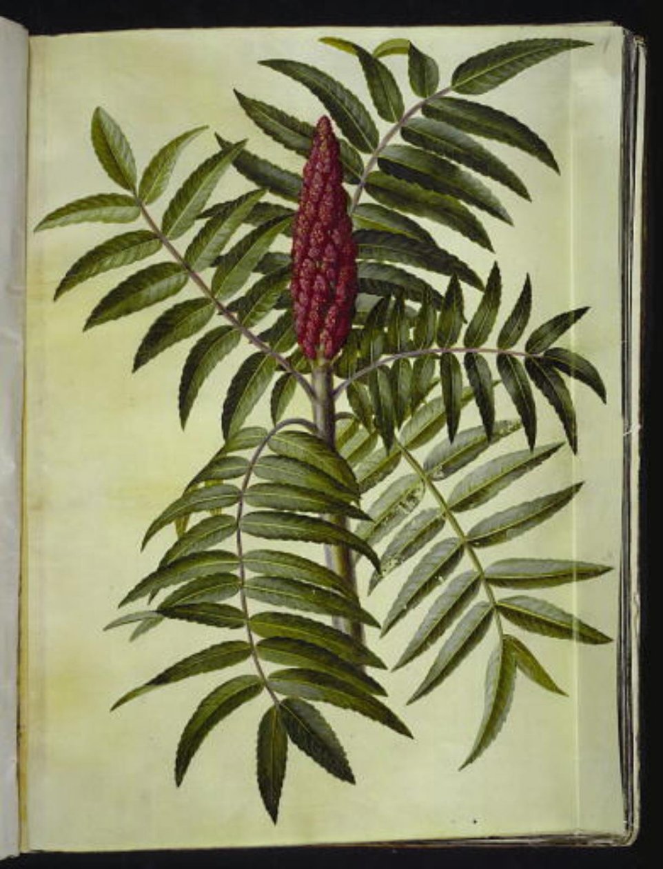 Rhus typhina (jelení strom) od Hans Simon Holtzbecker