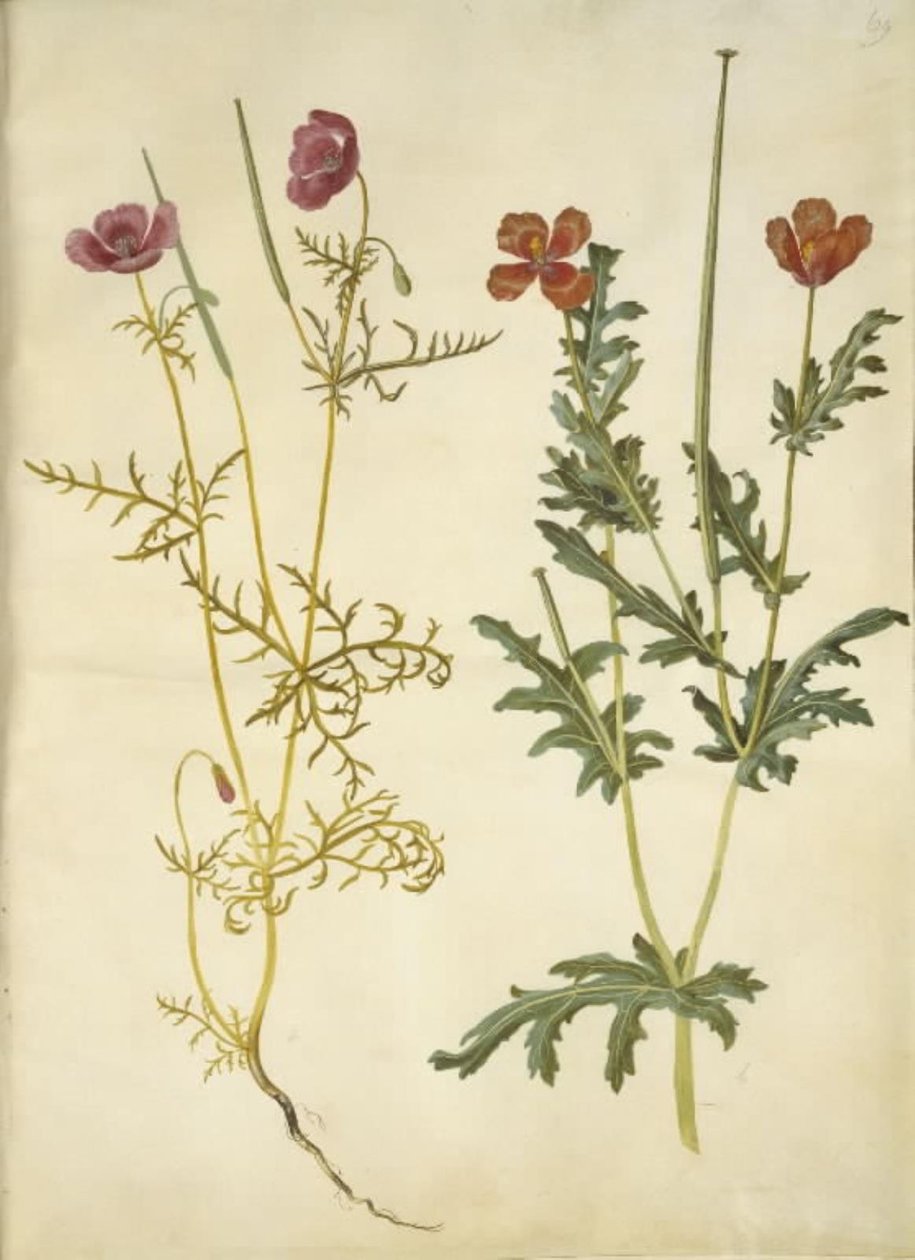 Roemeria hybrida (fialová hornvalmue); Glaucium horniculatum (rød hornskulpe) od Hans Simon Holtzbecker