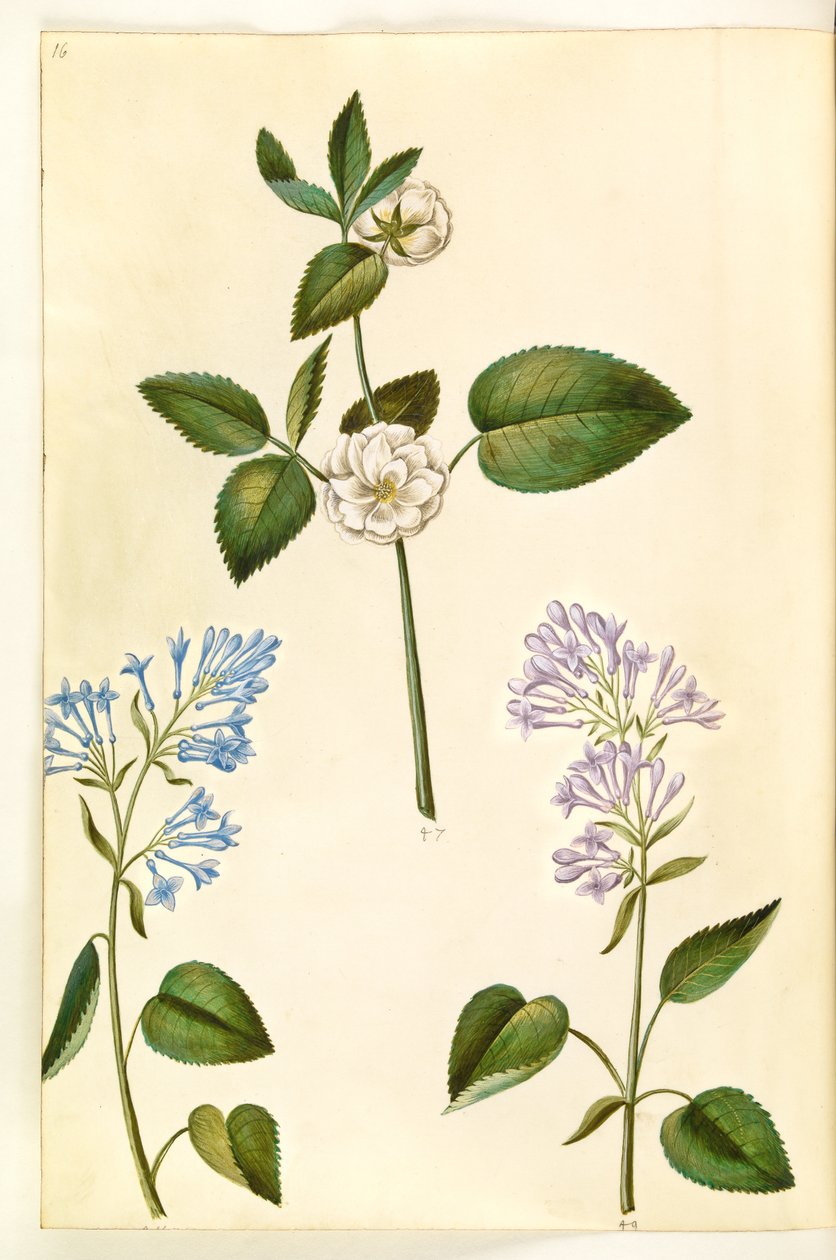Rosa (?) (růže); Syringa vulgaris (šťovík obecný) od Hans Simon Holtzbecker