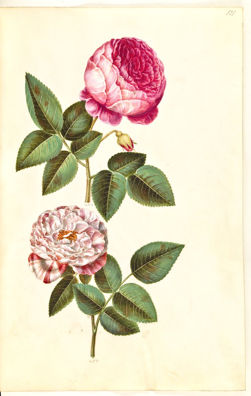 Rosa × centifolia (centifolie-růže); Rosa gallica versicolor (