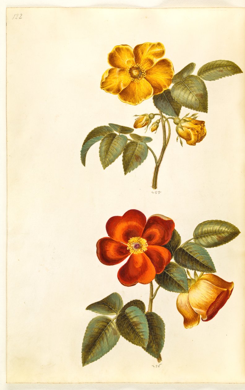 Rosa foetida (žlutá růže); Rosa foetida (turecká růže) od Hans Simon Holtzbecker
