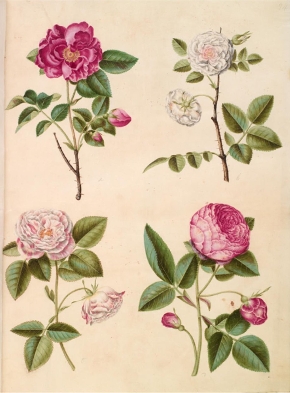 Rosa gallica (růže apoteker); Rosa × alba (růže hvid); galská růže (Rosa Mundi); Rosa × Centifolia (centifolie-růže) od Hans Simon Holtzbecker