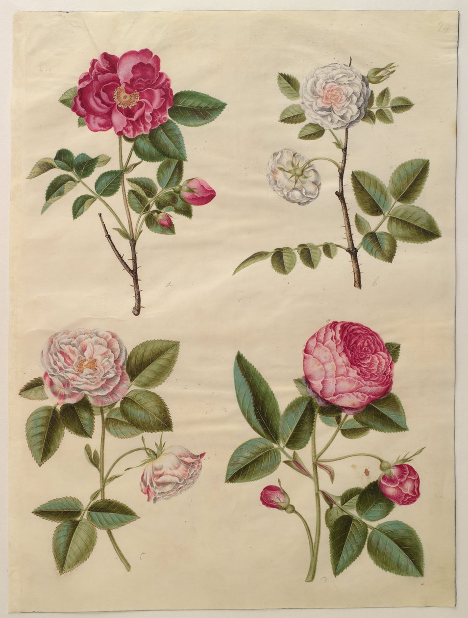 Rosa gallica od Hans Simon Holtzbecker