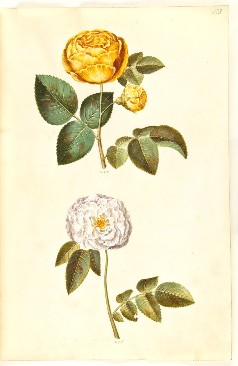 Rosa hemisphaerica (sírově žlutá růže); Rosa ×alba (bílá růže) od Hans Simon Holtzbecker