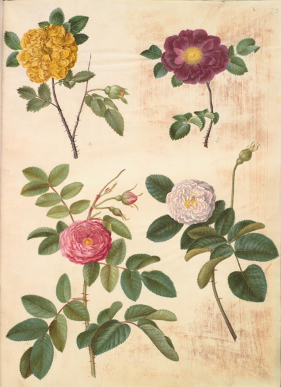 Rosa hemisphaerica (sírová žlutá růže); Rosa gallica (sametová růže); Rosa ×damascena (damascénská růže) od Hans Simon Holtzbecker