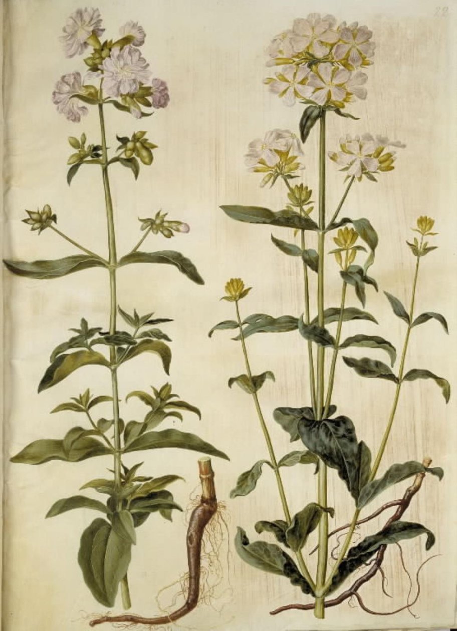 Saponaria officinalis (mydlice obecná) od Hans Simon Holtzbecker