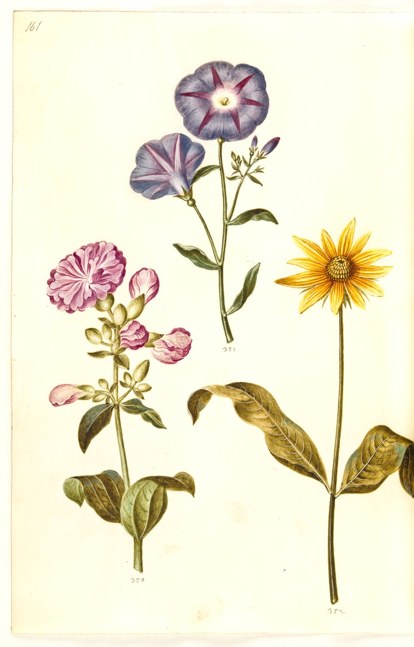 Saponaria officinalis (mydlice obecná); Convolvulus tricolor (dívčí sukně); Helianthus (?) (druh slunečnice) od Hans Simon Holtzbecker