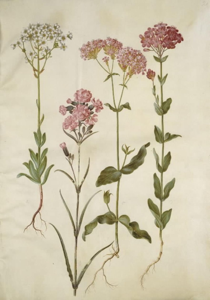 Saxifraga paniculata (lomikámen skalní); Silene viscaria (hřebíček obecný); Silene armmeria (lipovka sukatá); od Hans Simon Holtzbecker
