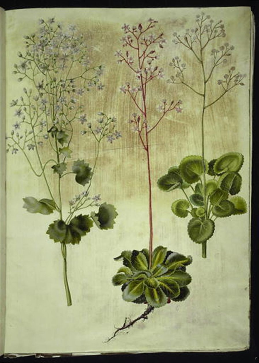 Saxifraga rotundifolia (kamenovka okrouhlolistá); Saxifraga umbrosa (lomikámen stínový); Saxifraga geum (porcelánový květ) od Hans Simon Holtzbecker