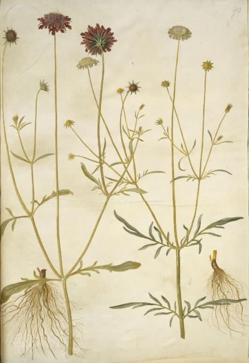 Scabiosa atropurpurea (enkeblomst); Scabiosa columbaria (dvě skabióza) od Hans Simon Holtzbecker