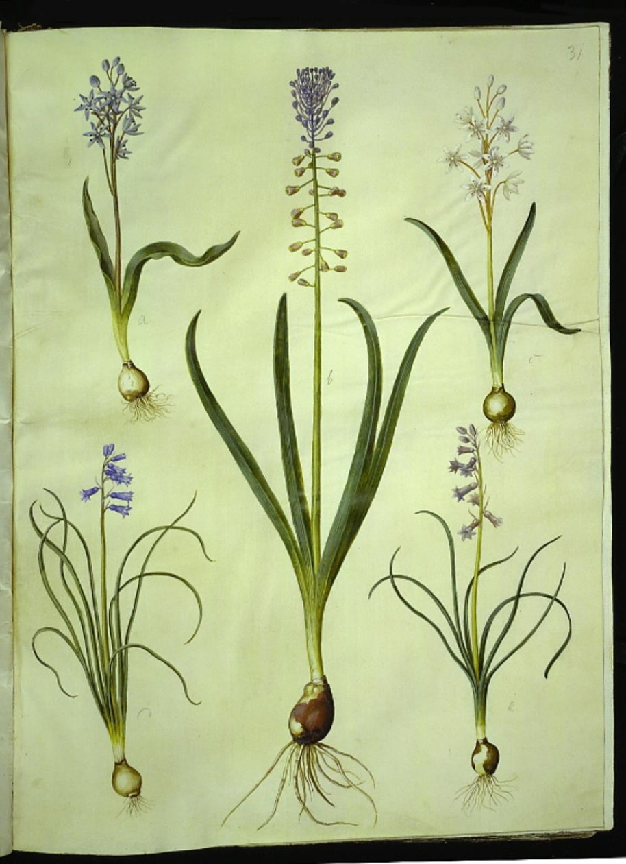 Scilla bifolia (scilla dvoulistá); Muscari comosum (hyacint setmělý); Brimeura amethystina (pyrenejský hyacint) od Hans Simon Holtzbecker