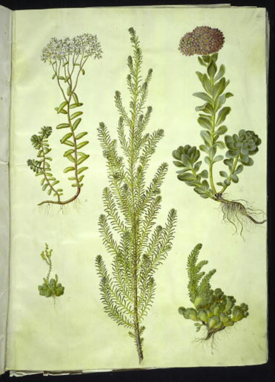 Sedum album (kamenovka bílá); Sedum anacampseros (kamenovka okrouhlolistá); Sedum (skalní bylina); Suaeda vera (husí noha); Sedum rupestre (kamenovník horský) od Hans Simon Holtzbecker