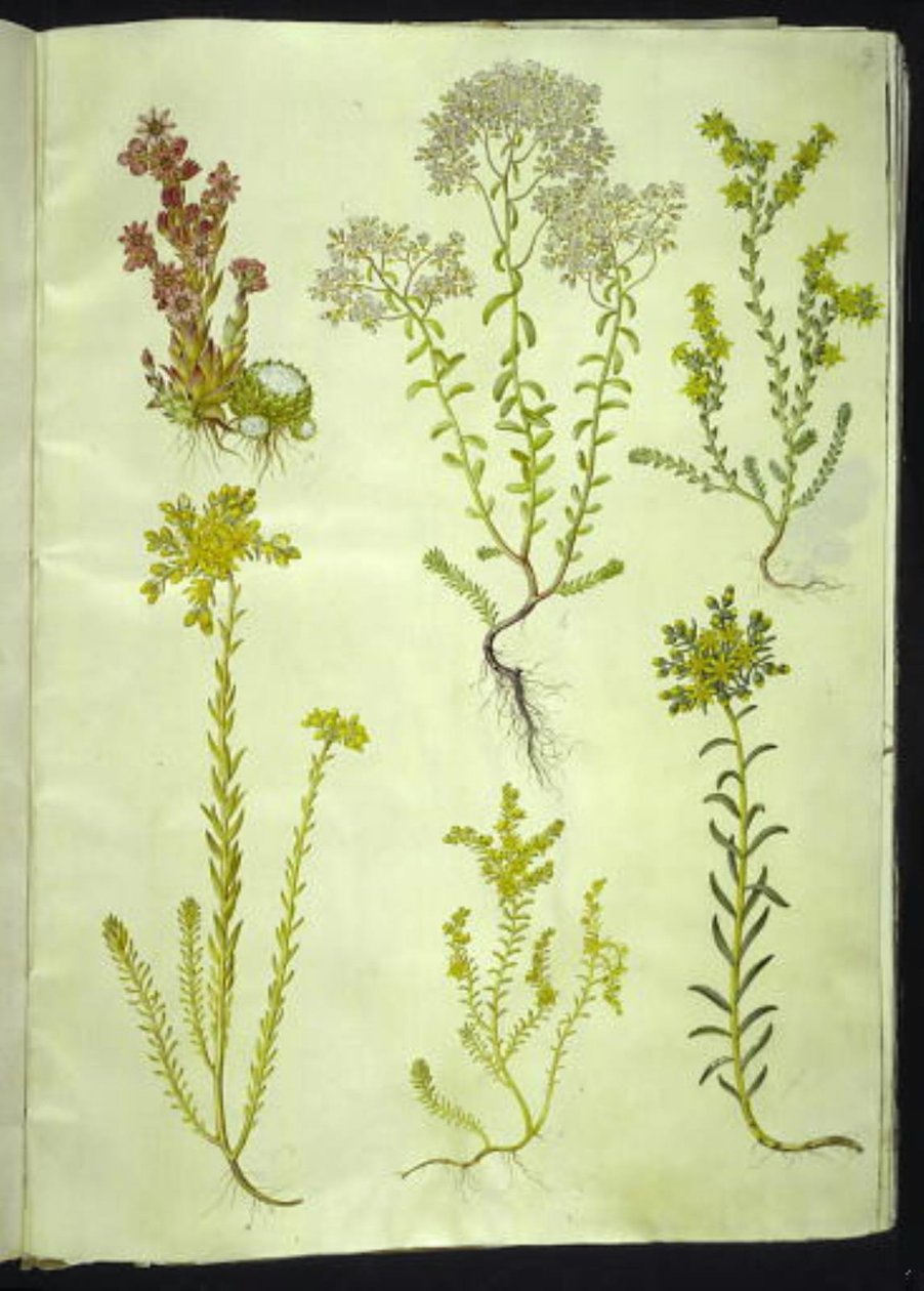 Sempervivum arachnoideum (cibule pavučinová); Sedum album (kamenovka bílá); Sedum acre (kamenovka kousavá); Sedum rupestre (kamenník horský); Sedum sexangulare (kamenovka šestiřadá) od Hans Simon Holtzbecker