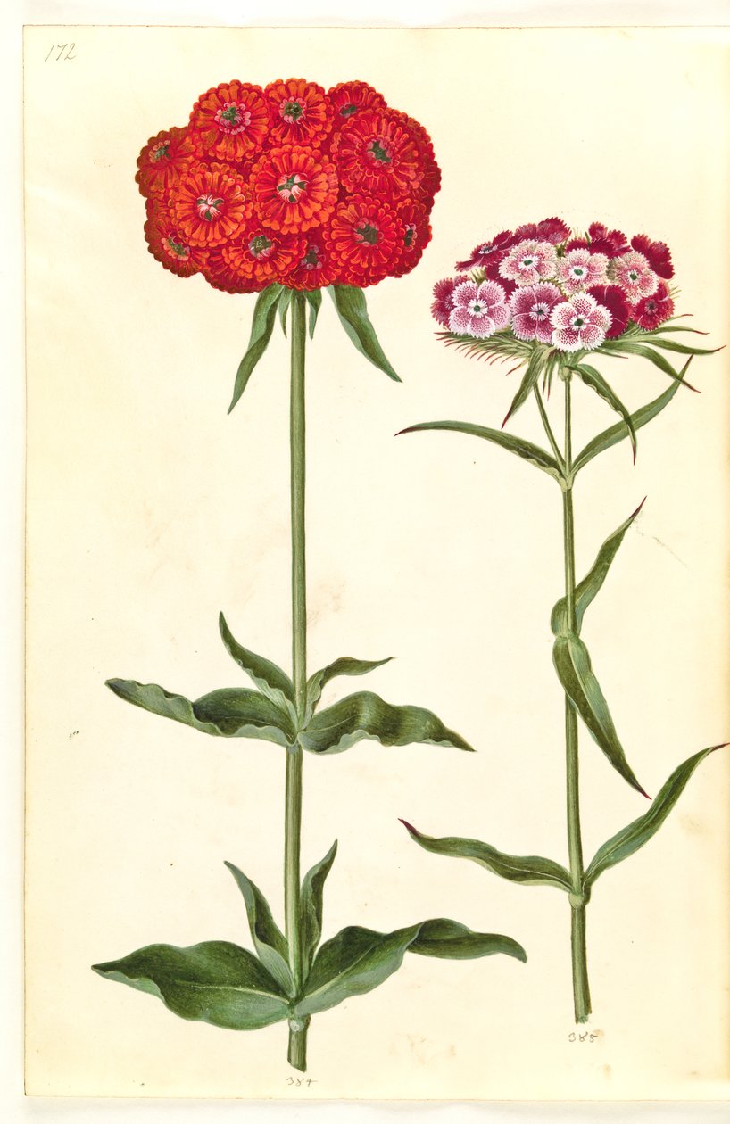 Silene chalcedonica (spalující láska); Dianthus barbatus (studentský karafiát) od Hans Simon Holtzbecker