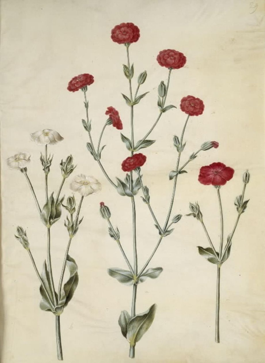 Silene coronaria (korunní ježovka) od Hans Simon Holtzbecker