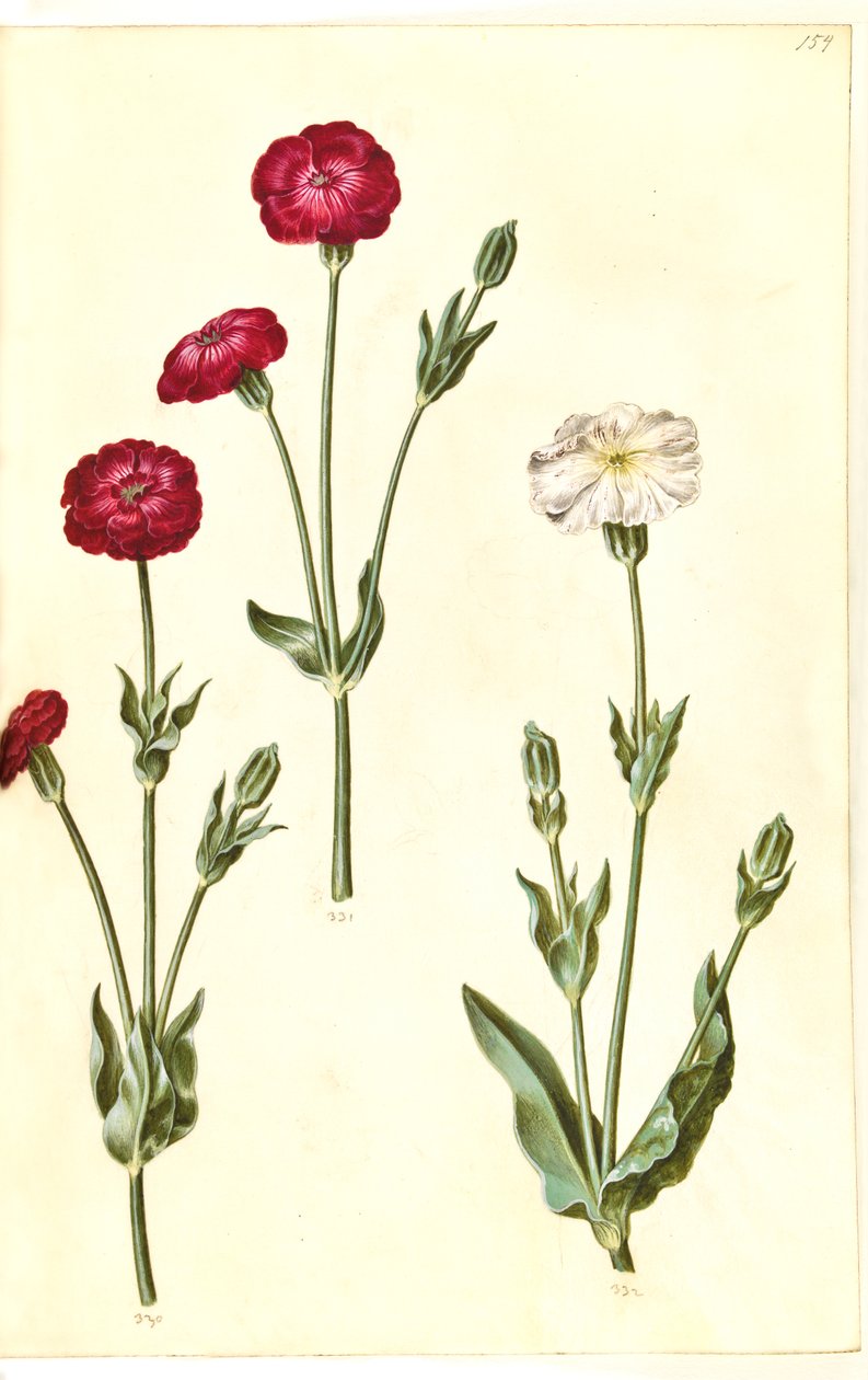 Silene coronaria (korunní ježovka) od Hans Simon Holtzbecker
