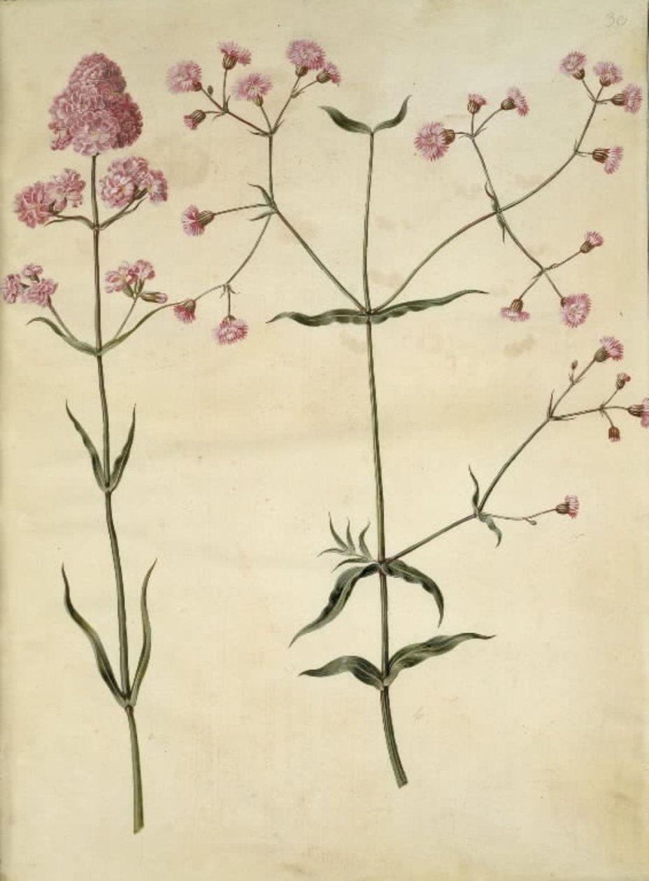 Silene viscaria (hřebíček obecný); Silene (korková koruna) od Hans Simon Holtzbecker