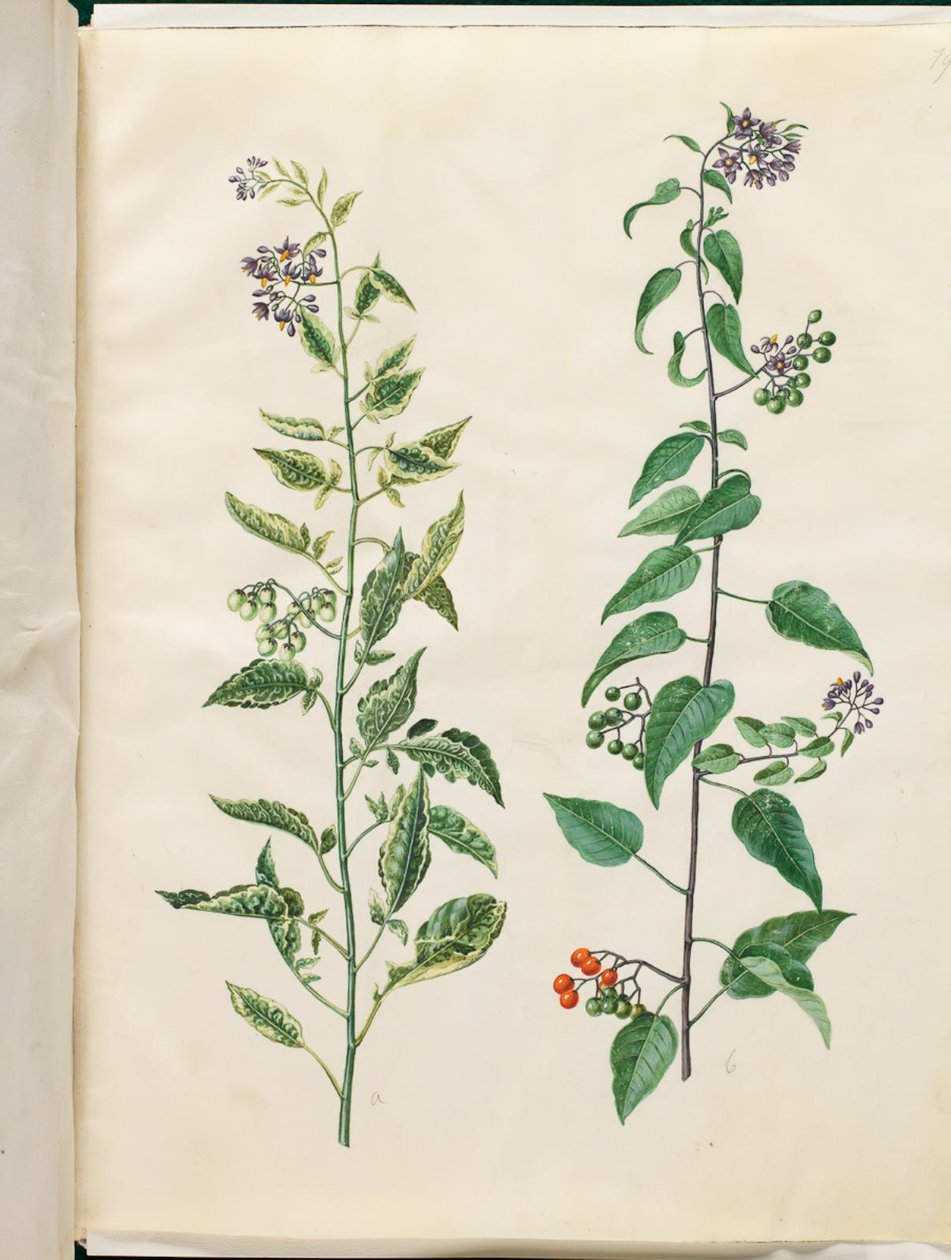 Solanum dulcamara (hořkosladký nočník) od Hans Simon Holtzbecker