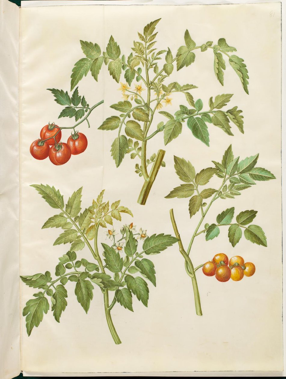 rajče Solanum (rajče almindelig) od Hans Simon Holtzbecker