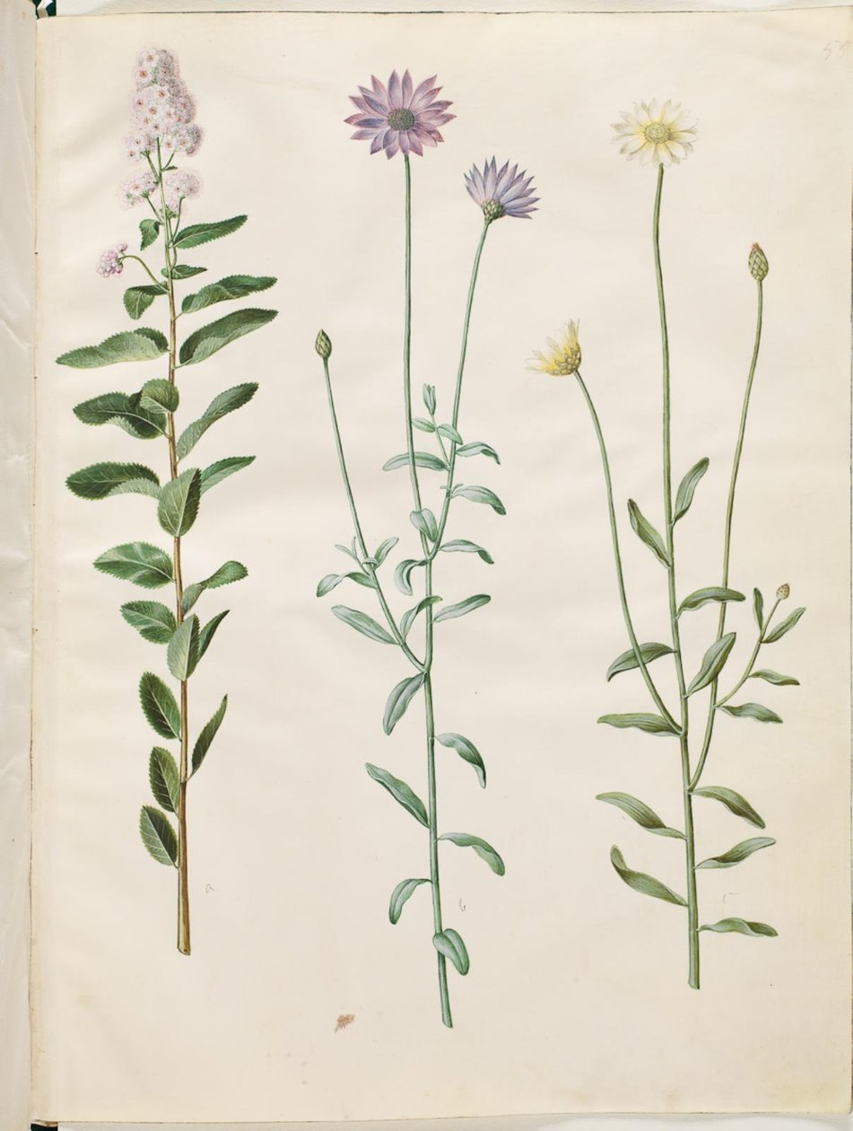Spiraea salicifolia (pilebladet spiræa); Catananche caerulea (blå rasleblomst)   1272694   cs       czech Successfully Translated  Original: Zurumati Indians Translat: Zurumati Indians 1224943 cs czech Successfully Translated Original: Portrait of a Man Tr od Hans Simon Holtzbecker