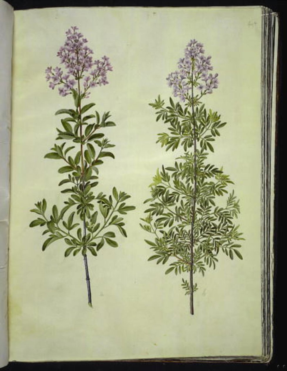 Syringa ×laciniata (šťovík laločnatý) od Hans Simon Holtzbecker
