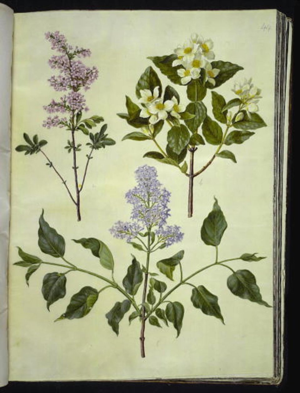 Syringa ×persica (šťovík perský); Philadelphus coronarius (voňavé potrubní dřevo); Syringa vulgaris (šťovík obecný) od Hans Simon Holtzbecker