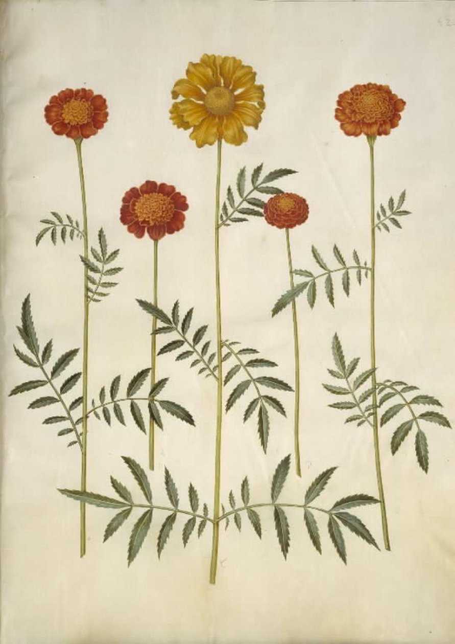 Tagetes patula (sametový květ) od Hans Simon Holtzbecker