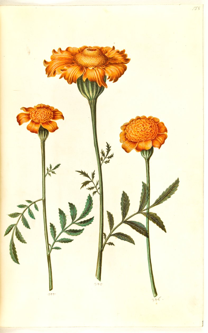 Tagetes patula (sametový květ) od Hans Simon Holtzbecker